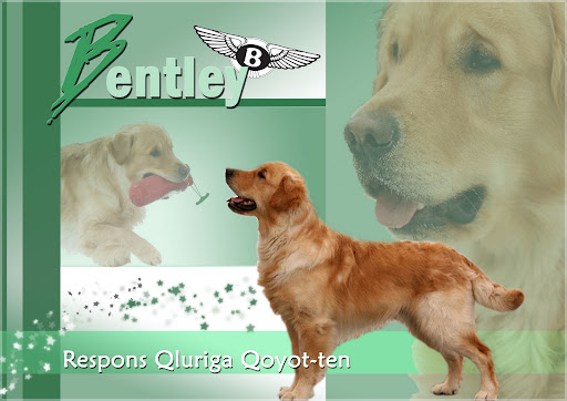 Respons Qluriga-Qoyot-ten Respons Qluriga-Qoyot-ten